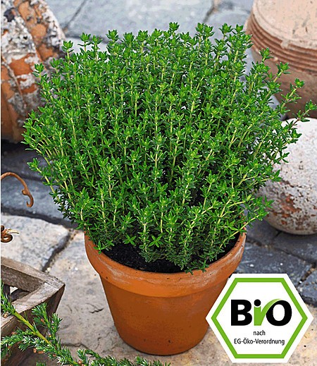 BIO-Gewürz-Thymian,1 Pflanze Thymus vulgaris Küchenkräuter