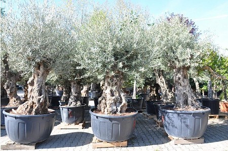 Olivenbaum (Hojiblanca) frosthart - Olea europea ...
