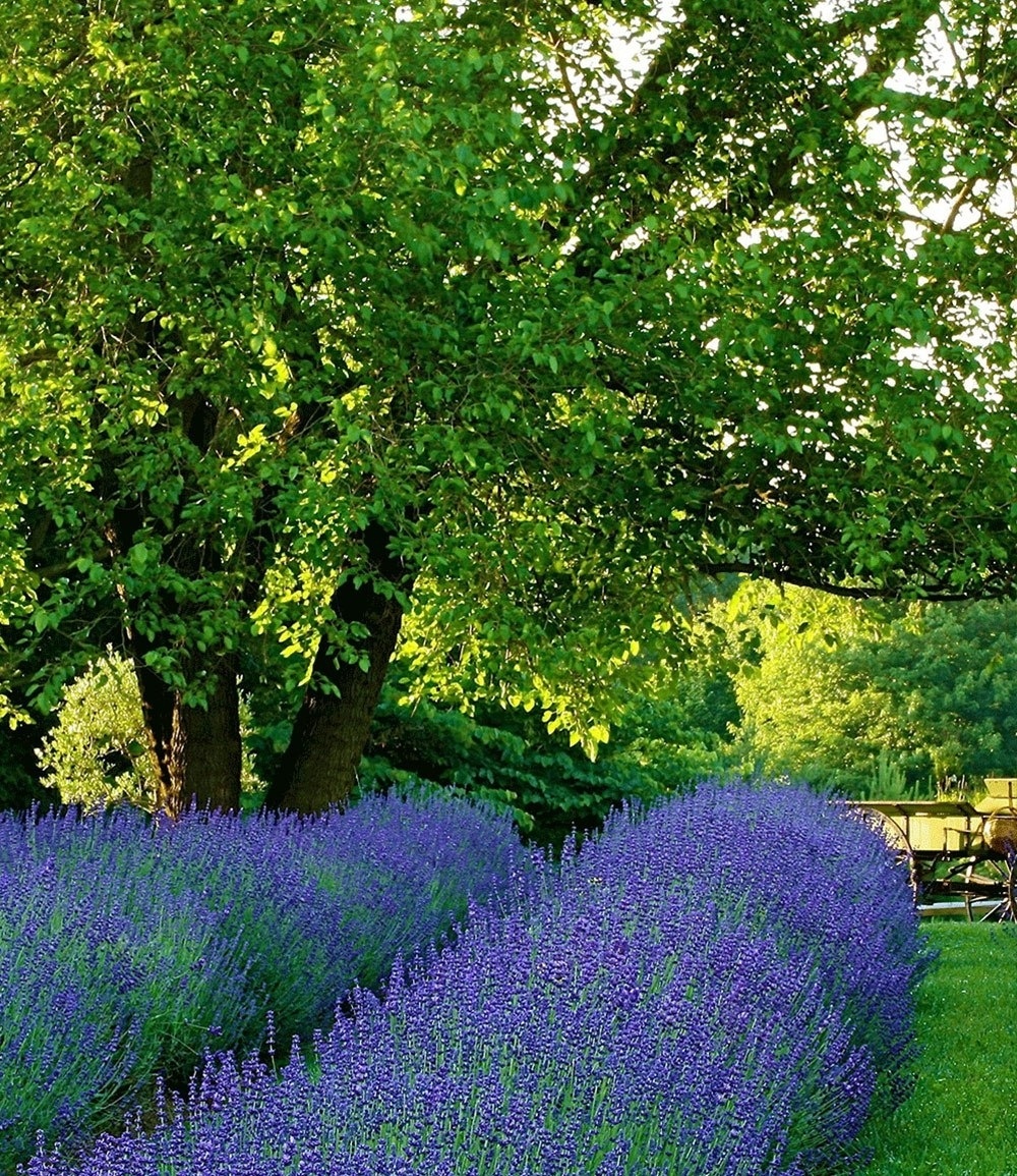 Lavendel "Phenomenal®" im 2-Liter Container,1 Pflanze günstig online