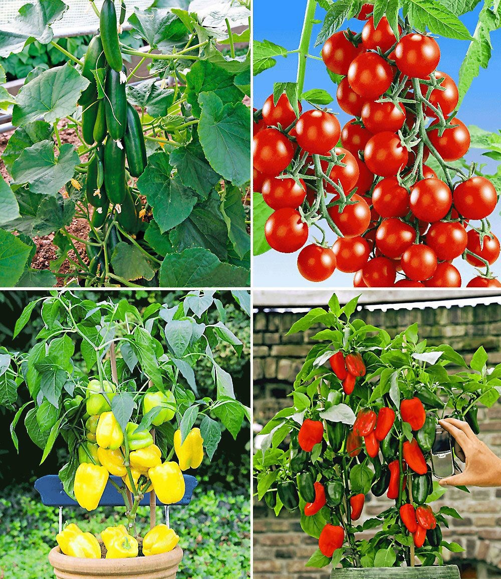 47 Best Images Gemüse Wann Pflanzen : Pflanzen Obst Und Gemuse Anbauen