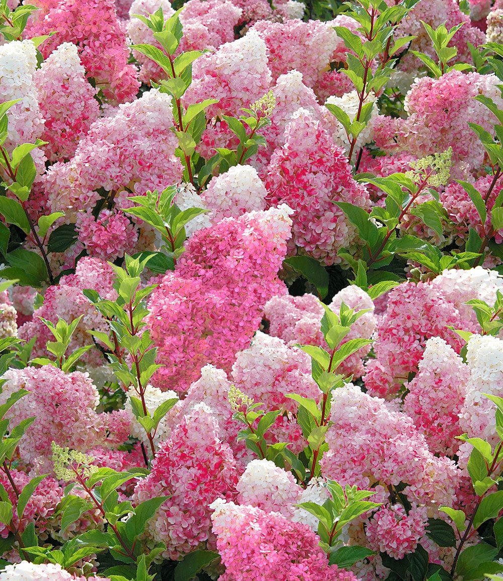 freiland hortensie vanille fraise1 pflanze   54fc5a3b ce74 4aae 8ec1 bcb13e6b702d